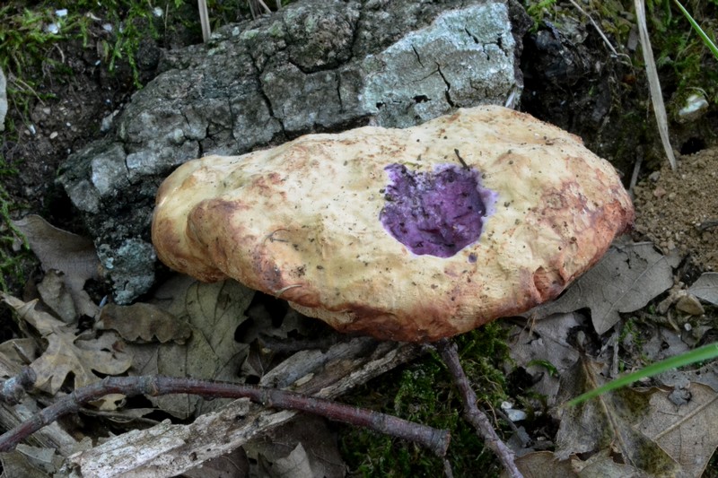 in cerreta con i soci dei Monti Sibillini